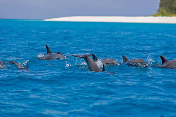 Kizimkazi Dolphin tour